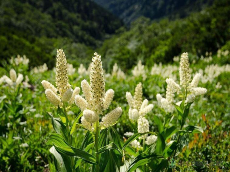 Κουκλοπαίχτης