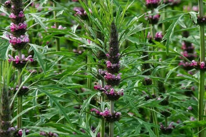 Motherwort στη θεραπεία του αλκοολισμού